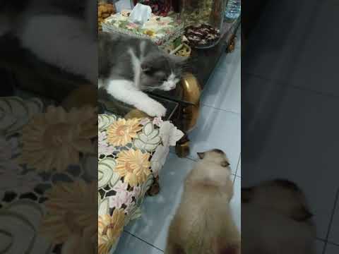 SuBro (Susu & Brocky)