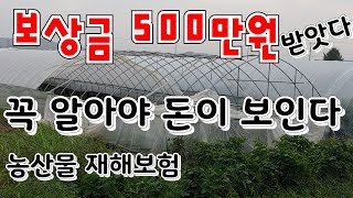 보험금 500만원 받았다,농업인들 꼭 알아야 돈이 보인다  이것 모르면 늘 걱정 농작물 재해보험 알보보니 혜…