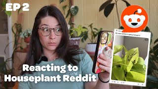 HOUSEPLANT REDDIT | cats VS plants, thrips infestations, and cactus soup….