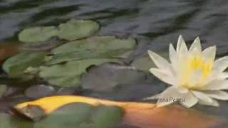 BERNWARD KOCH - The treasure