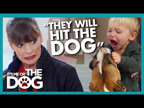Victoria Worries Kids That Punch Their Dog At MAJOR Risk of Bites | It's Me or The Dog