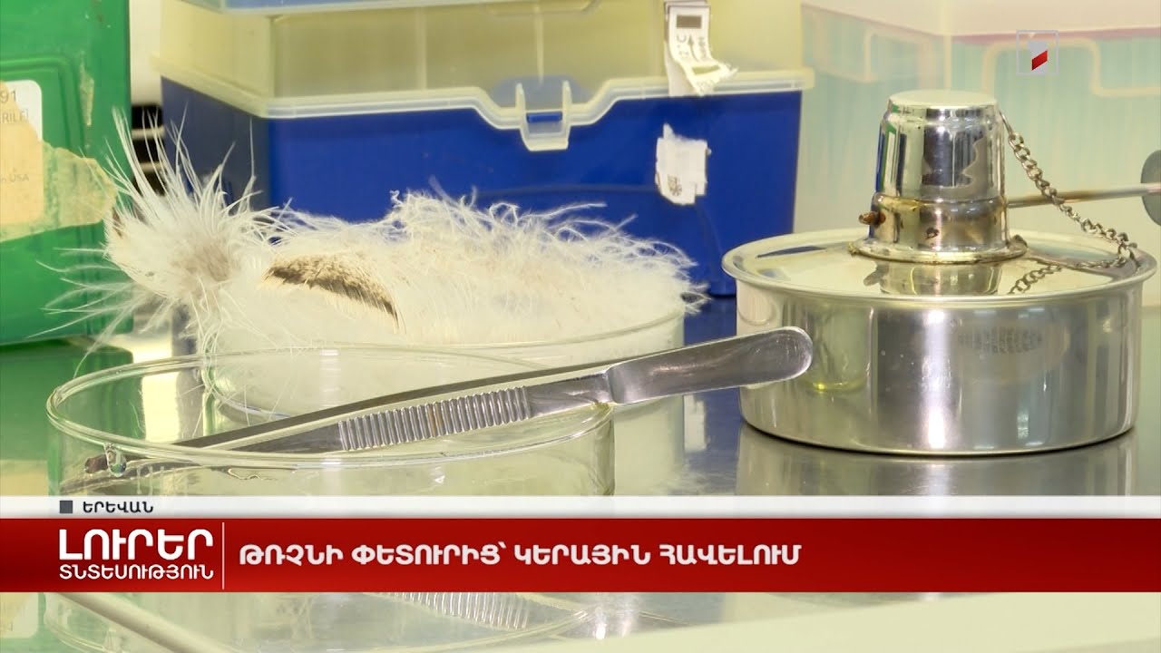 Թռչնի փետուրից՝ կերային հավելում