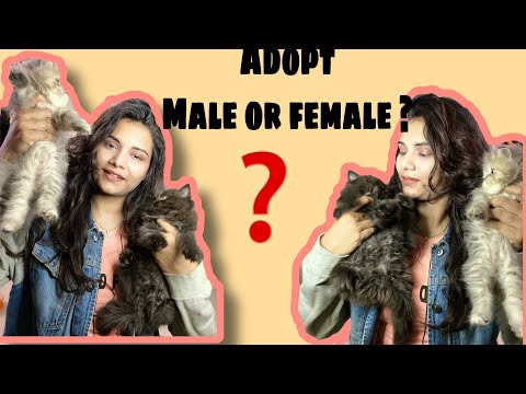 What are the difference between male and female Persian cat?|what to adopt ?|male and female persian