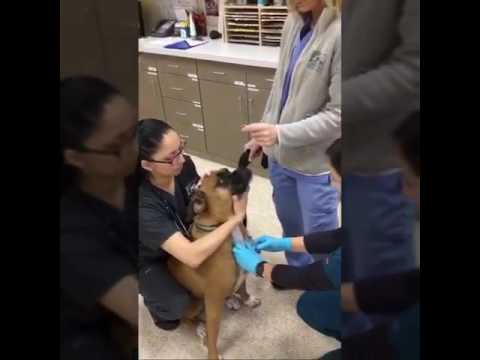 #MannequinChallenge   Leesburg Veterinary Hospital, Leesburg, VA