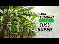 HOW TO CULTIVATE SUPER MILK BANANAS ABUNDANT HARVESTS BIG PROFITS