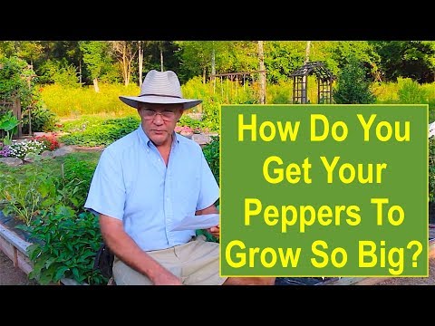 , title : '"How Do You Get Your Peppers to Grow So Big?" -- SUBSCRIBER Q/A - Garden Question Answered!'