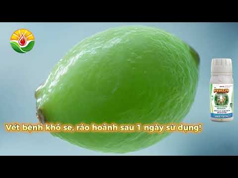 🚨 NẤM BỆNH KHÁNG THUỐC CÀN QUÉT VƯỜN CÂY? ĐÃ CÓ VŨ KHÍ THẾ HỆ MỚI PYRO 79!