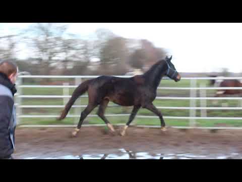 Diamond Big Star Boy - For SALE - Endmaß 173cm++ born 6/2017 - Silverboy - Duir Ask Ichschi