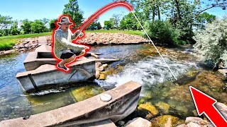 I Can't Believe What Lives in this TINY Urban Creek!! (LOADED)