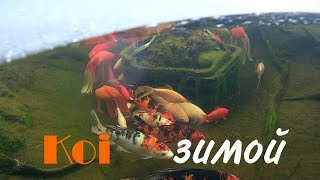 Карпы кои в наших прудах
