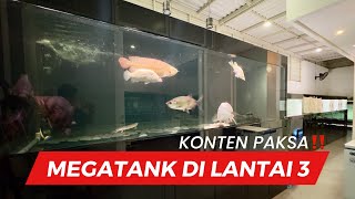 PAKSA SILENT HOBIES TUNJUKIN IKAN PREDATOR MEWAH DAN RARE !!! BANYAK MEGATANK DI LANTAI 3 RUMAH