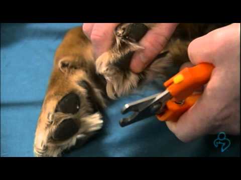 Willard Vet Tutorial: How to clip your dog's nails Video