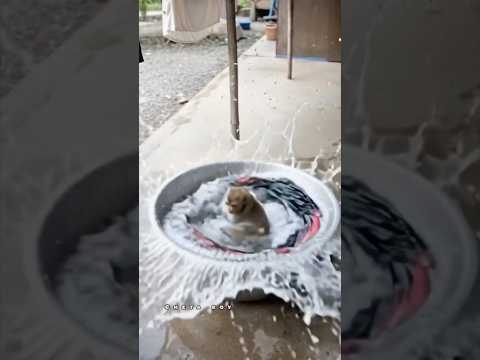 #viral #funny #trendingshorts #vlog #viralvideo