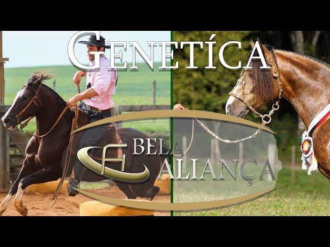 PROJETOS FUNCIONAIS DA CABANHA BELA ALIANÇA - Doma de Bocal