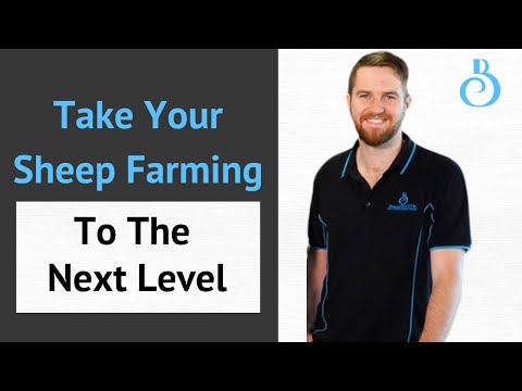 BreedELITE: Helping Sheep Farmers Turn Data Into Profit, Faster