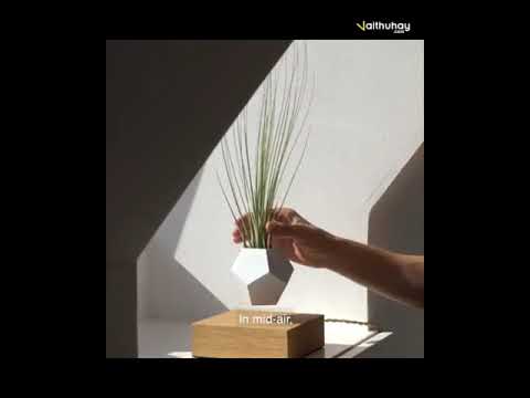 Chậu Cây Lơ Lửng - Levitating Plant