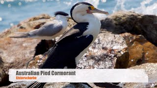 preview picture of video 'Australian Pied Cormorant (Phalacrocorax varius) / Elsterscharbe - 2'