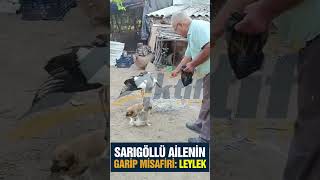 Sarıgöl'de Leylek Hikayesi!