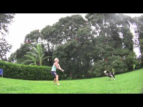 This Dog is Better at Volleyball Than You!