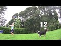 Video 'Pes volejbalista'