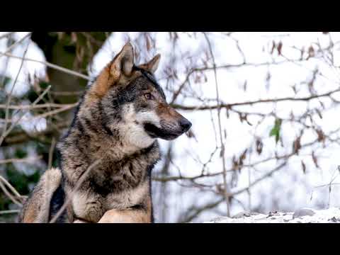 JARUHA - Płyta "Era Wilka Natchnienie Przodków" - Demo utworów. (Najlepszy Prezent z Duszą)
