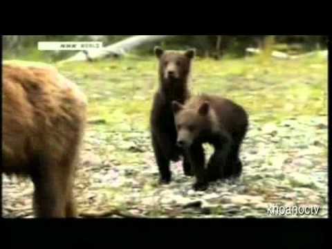 Loài Gấu Nâu Bắc Mĩ