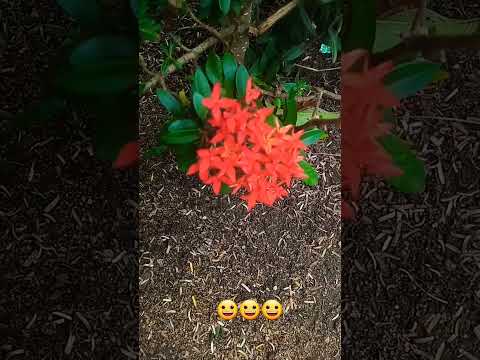 #Beautiful Flowers#FlowerLovers #Flowers4You#GardenFlowers#Blooming Flowers#NatureLovers