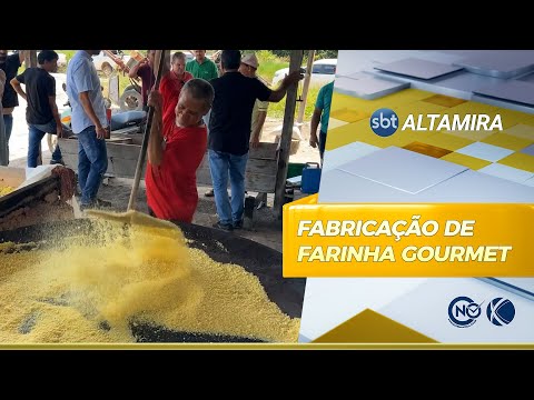 Agricultores de Vitória do Xingu fabricam farinha gourmet | SBT Altamira