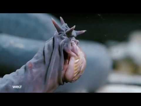 Die unheimlichen Monster der Tiefsee - Dokumentation 2019