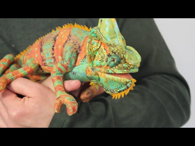 Video Teaser für 3153 Small Chameleon / kleines Chamäleon Handpuppe   -   FOLKMANIS-PUPPETS