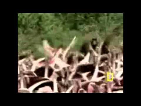 Video Baboon group  Vs Leopard Vs Flamingo