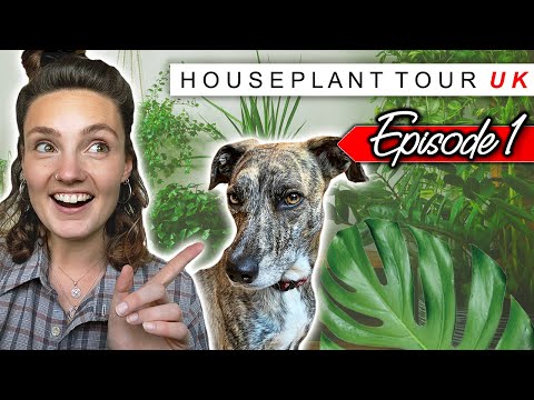 HOUSE PLANT TOUR UK | Episode 1 🌿 Pulborough Garden Centre