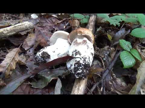 PORCINI OTTOBRE ...Nei castagni nudi e crudi