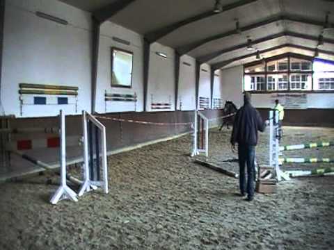 3-jähriger Holsteiner Rappschimmel