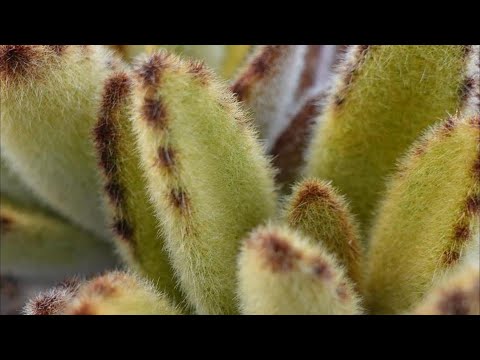 猫耳カランコエ 植物