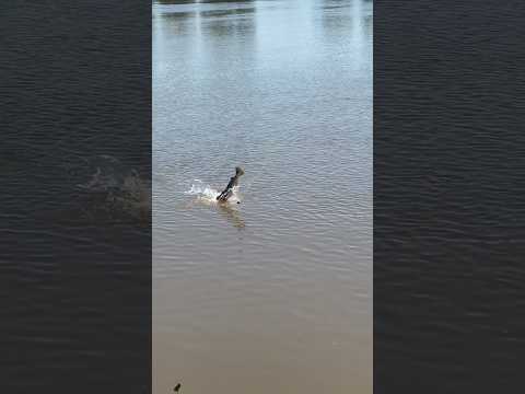 Pesca en la Isla Ibicuy - Entre Rios