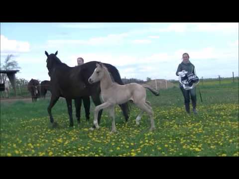 HF v. FS Mr Right x Kaiserjäger xx