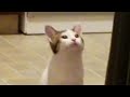 pop cat Original video