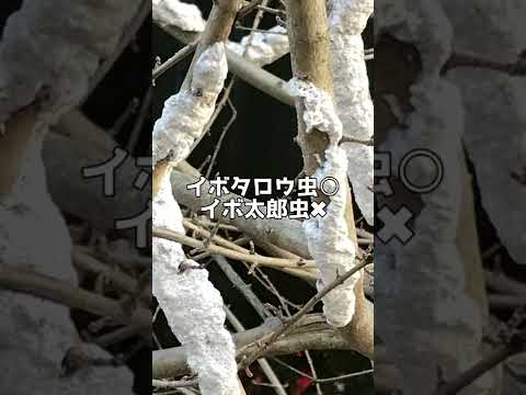 イボタノキについて詳しく解説