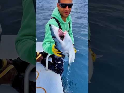How to Catch a Mako Shark By Hand! 🦈