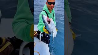 Download lagu How to Catch a Mako Shark By Hand! π¦ mp3 Download lagu How to Catch a Mako Shark By Hand! π¦ mp3