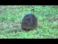 Brazilian Guinea Pig Cavy