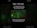 The northern lights, or the aurora borealis, are beautiful dancing ribbons of light