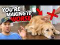 5 Training Mistakes That WRECK A Fearful Dog