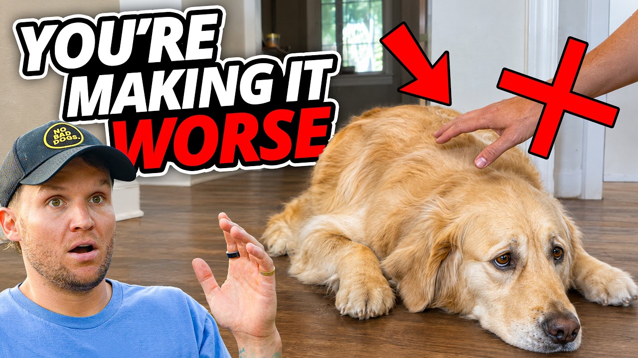 5 Training Mistakes That WRECK A Fearful Dog