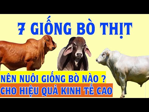 , title : 'TOP 7 GIỐNG BÒ THỊT PHỔ BIẾN HIỆN NAY NÊN CHỌN GIỐNG NÀO ? | Nông Lâm TV'