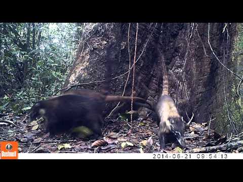 Coatis Body Rubbing At Ocelot Latrine