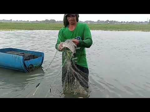 Ep.1Ang pamamanti Catch and cook #buhay bukid#mangingisda 🐟