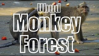 UBUD MONKEY FOREST - Bali, Indonesia