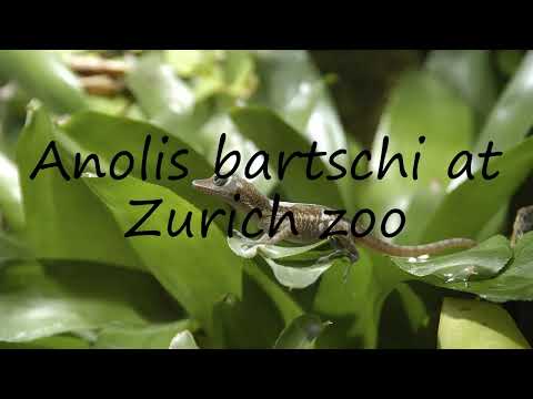 How to pronounce Anolis bartschi at Zurich zoo in Dutch?